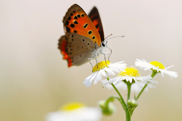 butterfly on flower