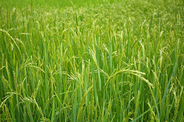 Rice Field,Nepal