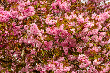 Fototapeta premium Frühling, Kirschblüten