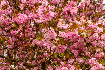Frühling, Kirschblüten