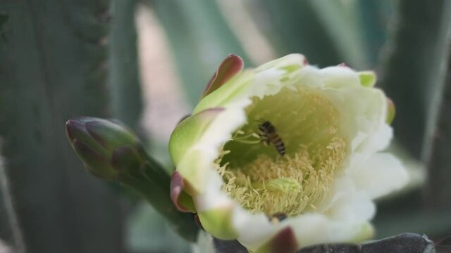 Bees inside a white cactus flower collecting pollen. Close up. Golan heights