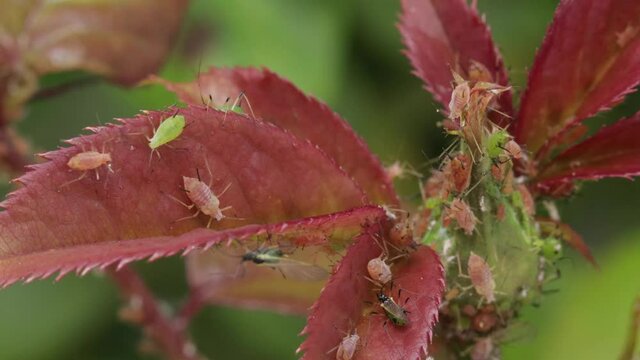 Group of aphids greenflies pest on rose leaves and bud moving, macro still shot