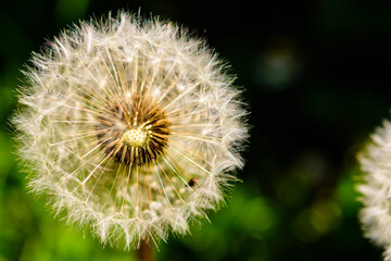 Frühling, Blüten, Löwenzahn