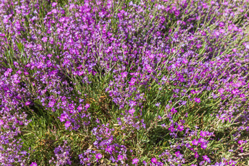 Small violet flowers