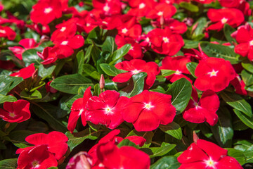 Red periwinkle flowers background