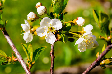 Frühling, Blüten, Schattenmorelle