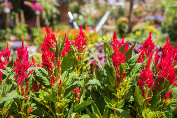 Bush of bright red celosia flowers