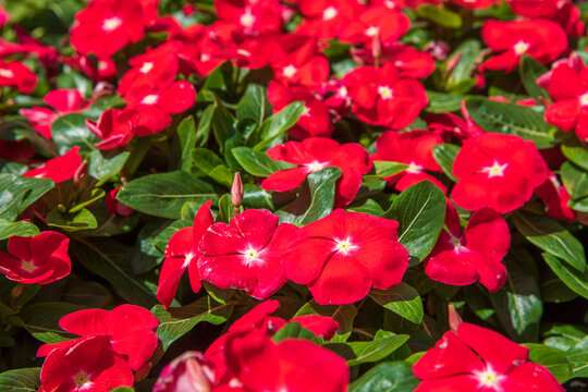 Red periwinkle flowers background