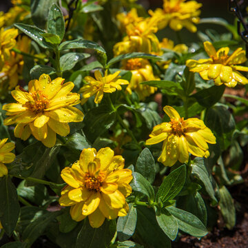Big decorative yellow flowers with dew