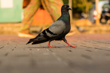 pigeon in the park