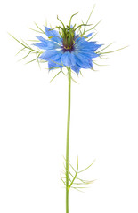 Nigella Damascena flower isolated on white background.