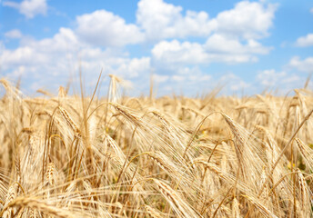 Fototapeta na wymiar Field of ripe Wheat and blue sky with white clouds.