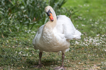 Mute Swan (in german Höckerschwan) Cygnus olor