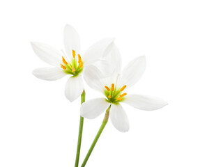 Fototapeta premium Two white Lilies isolated on white background. Zephyranthes candida