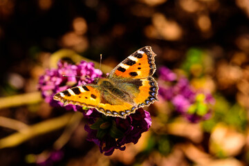 Frühling, Seidelbast mit Schmetterling