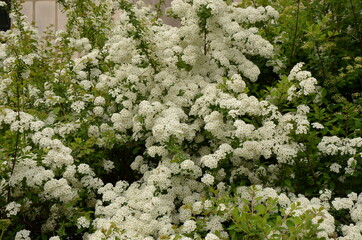 white flowers in the garden