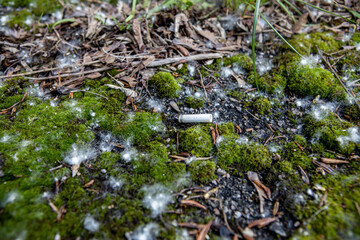 cigarette lies on the moss and fluff from poplars. The risk of fire in the forest. Pollution of the...