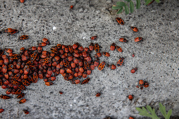 The group of firebugs close up. Bright red insects