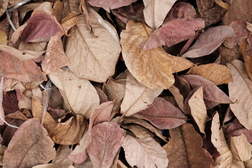 dry leaves background
