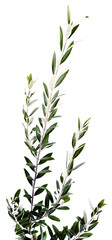 Rameaux d’olivier