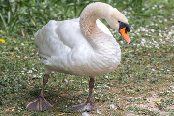 Mute Swan (in german Höckerschwan) Cygnus olor