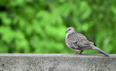 Obraz premium A closeup image of Dove on green Background