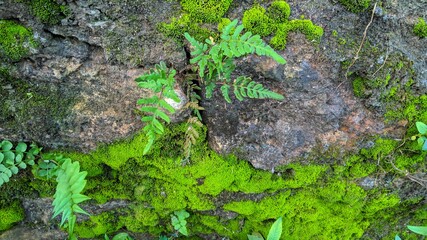 green moss on the stone