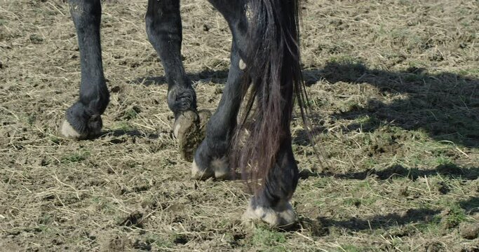 Black horse walking through muddy terrain - close up on feet