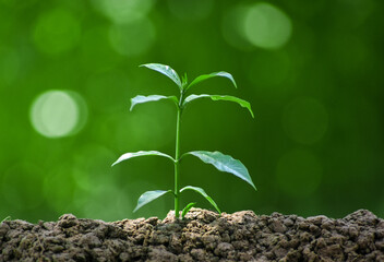 Growth is life. Growing little plants