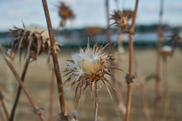 Obraz premium Made With Nikon D3300 --- Nikor 18-55 Badajoz (Spain) Nature - Spring - Flower
