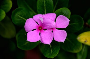 Catharanthus roseus, commonly known as bright eyes, Cape periwinkle, graveyard plant, Madagascar periwinkle, old maid, pink periwinkle, rose periwinkle. In Bangladesh, locally called Nayantara Flower.