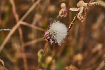 Made With Nikon D3300 ---  Nikor 18-55 
Badajoz (Spain)
Nature - Spring - Flower