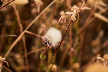 Made With Nikon D3300 ---  Nikor 18-55 
Badajoz (Spain)
Nature - Spring - Flower