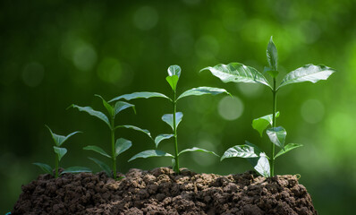 Plant growth. Business growth concept