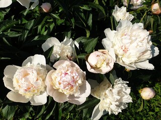 bouquet of roses
