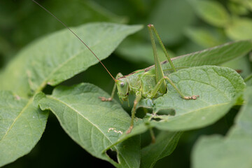 Grande sauterelle verte
