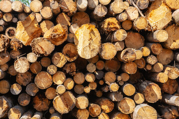 Freshly cut tree wooden logs piled up on the ground. Deforestation forest for Industrial production. Felled tree trunks and Firewood cut logs stacked prepared.