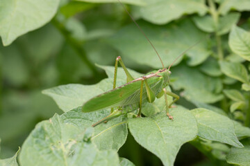 Grande sauterelle verte