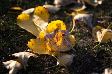 fall leaves