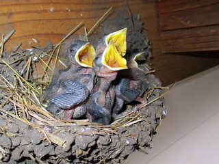 ツバメのヒナ