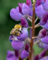 Macro shot of bee sitting on a flower 