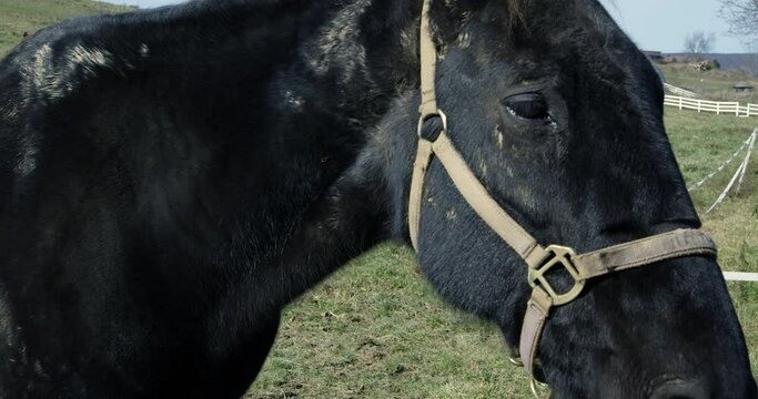 Black horse shakes off - side profile - slow motion