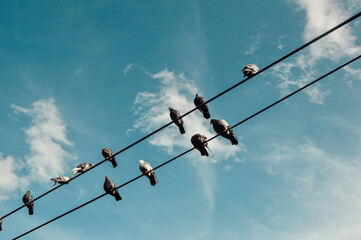 birds on wires