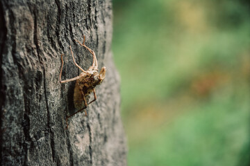 A dead insect shell in the coconut tree with blurred Background