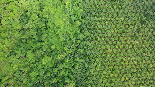 Aerial drone video of palm oil plantation and tropical rainforest. Forest has been cut down and replaced with oil palms. Deforestation  for agriculture environmental problem. 