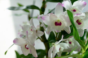 Naklejka na ściany i meble Beautiful white and pink Dendrobium Orchid flowers growing at home on a white background, close-up, selective focus.