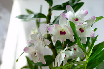 Beautiful white and pink Dendrobium Orchid flowers growing at home on a white background, close-up, selective focus.