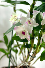 Beautiful white and pink Dendrobium Orchid flowers growing at home on a white background, close-up,...