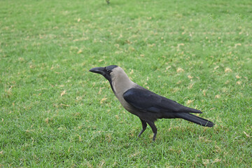 crow on the green grass