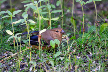 Junger Gimpel im Garten